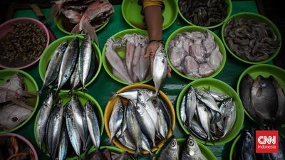 KKP Pastikan MBG Bukan Pemicu Harga Ikan Naik Jelang Ramadan