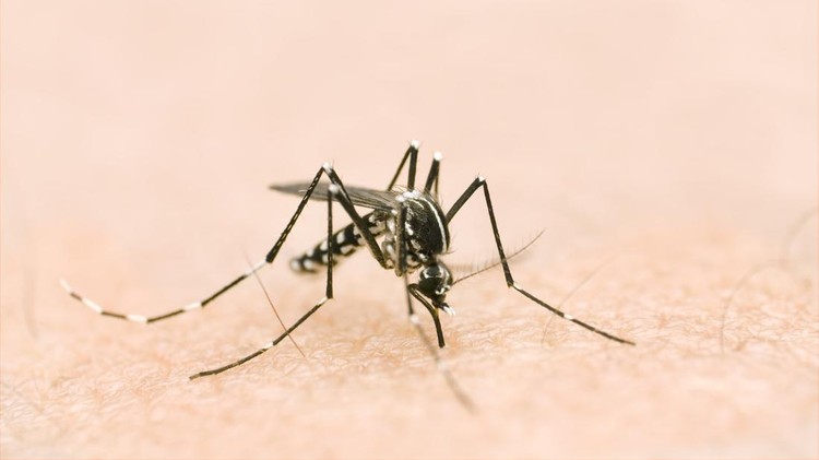 Ilustrasi Penularan DBD macro of a tiger mosquito on skin. proboscis inserted ready to feed.Similar image: