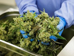 Twitter Izinkan Iklan Ganja Muncul di Platformnya