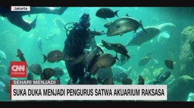 VIDEO: Suka Duka Menjadi Pengurus Satwa Akuarium Raksasa