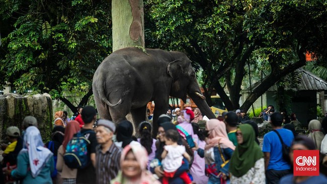 Pengelola Taman Margasatwa Ragunan Jakarta Selatan menyebut telah menerima kunjungan sebanyak 8.509 orang saat libur Tahun Baru Imlek, Minggu (22/1).
