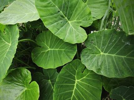 9 Tanaman Penyerap Air Hujan yang Baik, Bisa Mencegah Banjir