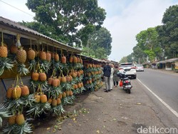 Full Senyum Penjual Nanas Madu Subang di Awal Tahun