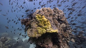 img-title FOTO: Penyakit Pita Kuning Ancam Terumbu Karang Thailand