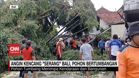 VIDEO: Angin Kencang Serang Bali, Pohon Bertumbangan