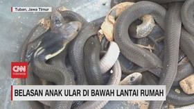 img-title VIDEO: Belasan Anak Ular Ditemukan di Balik Lantai