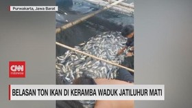 VIDEO: Belasan Ton Ikan Mati di Keramba Apung Waduk Jatiluhur