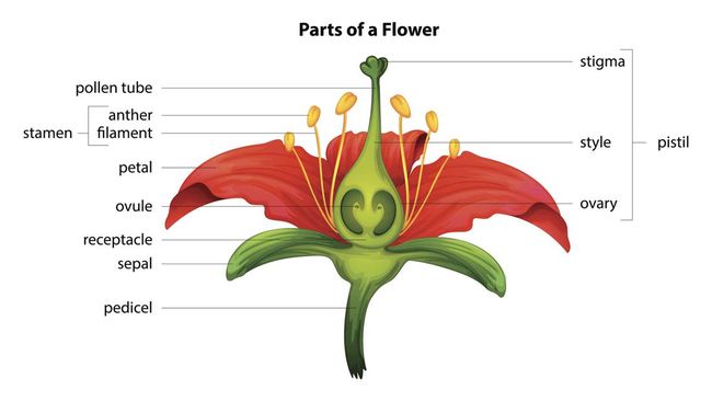 Jika kamu penasaran dengan apa saja bagian-bagian bunga dan fungsinya, simak penjelasannya berikut ini.