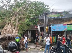 93 Pohon Tumbang Akibat Angin Kencang di Bali