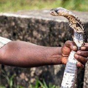 Bukan Pakai Garam, Ternyata Ini Cara Mengusir Ular Secara Alami yang Bisa Kamu Lakukan!