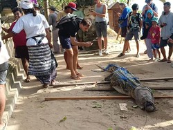 Sederet Fakta Kemunculan Buaya di Pantai Padma Legian Saat Galungan