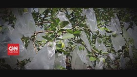 VIDEO: Meraup Cuan Dari Jambu Kristal dan Bunga Anggrek