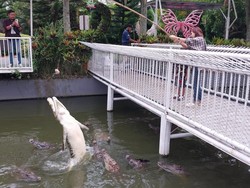 Melihat Buaya di Predator Fun Park Kota Batu, Wisata Edukasi Isi Liburan