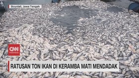 VIDEO: Ratusan Ton Ikan di Keramba Mati Mendadak