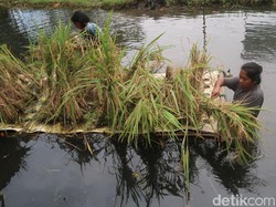 UMY Kembangkan Teknologi Padi Apung di Bantul, Begini Caranya