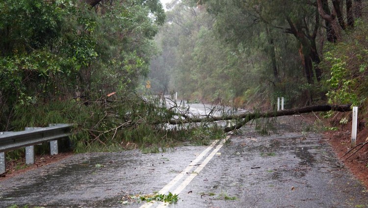 Fallen tree on a remote road after a storm