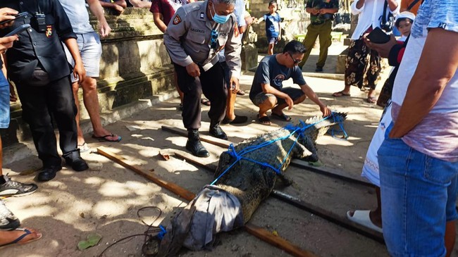 Kepala BKSDA Bali mengatakan buaya yang diamankan dari Pantai Legian mati karena faktor tunggal atau gabungan yakni stres, dehidrasi, dan syok.
