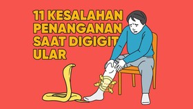 INFOGRAFIS: Jangan Pernah Lakukan Ini Kalau Digigit Ular!