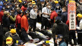 FOTO: Rekor, Lelang Tuna Termahal Tembus Rp4 M Seekor