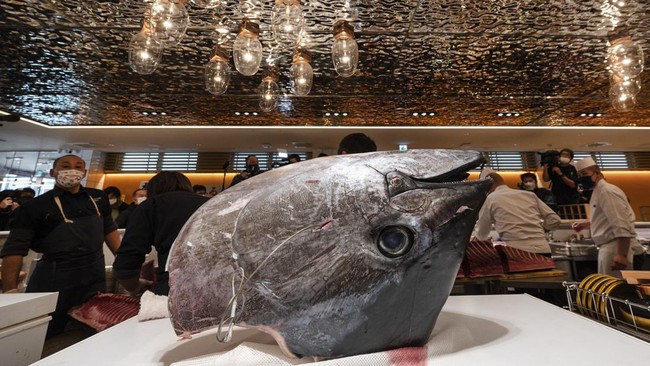 Seekor tuna sirip biru dijual seharga 36,04 juta yen atau sekitar Rp4,24 miliar di lelang tahun baru di pasar ikan Toyosu Tokyo.