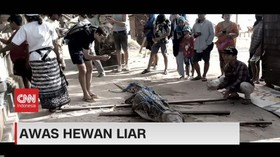 VIDEO: Awas Hewan Liar