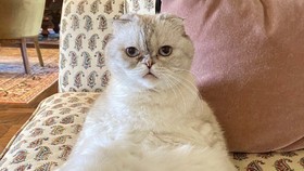 Kucing Taylor Swift Terkaya Ketiga di Dunia, Berapa Kekayaannya?