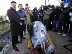 Ikan Tuna Ini Harganya Miliaran!