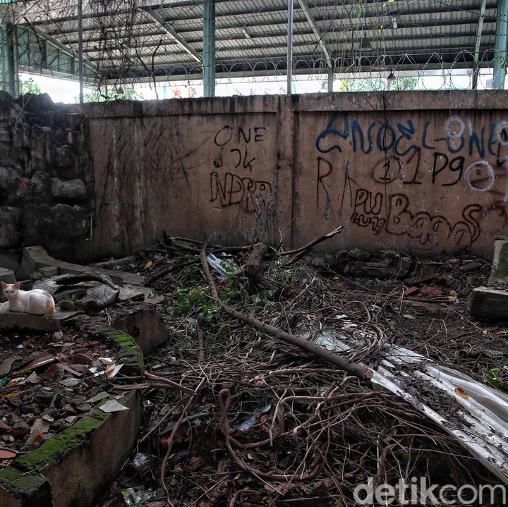 <p>Rumput-rumput liar, semak, dan pohon dengan daun merambat juga sudah dibersihkan. Kini halaman Tiko terlihat lebih baik dari sebelumnya. (Foto: Pradita Utama)</p>