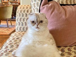 Bukan Sembarang Anabul, Kucing Taylor Swift Terkaya Ketiga di Dunia
