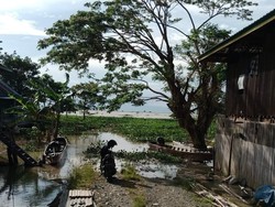 Rumah Warga yang Terendam Banjir di Wajo Dipadati Eceng Gondok