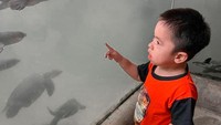 <p>Potret tersebut ia bagikan melalui akun Instagram. Katanya, dalam perjalanan ini, Sulaiman terlihat baik dan happy. "Pertama kali Sulaiman pergi jauh naik pesawat ke Bali hehe..Alhamdulillah baik-baik saja dan happy," tuturnya, dikutip dari akun @okisetianadewi. (Foto: Instagram @okisetianadewi)<br /><br /><br /></p>