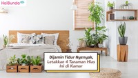 Dijamin Tidur Nyenyak, Letakkan 4 Tanaman Hias Ini di Kamar