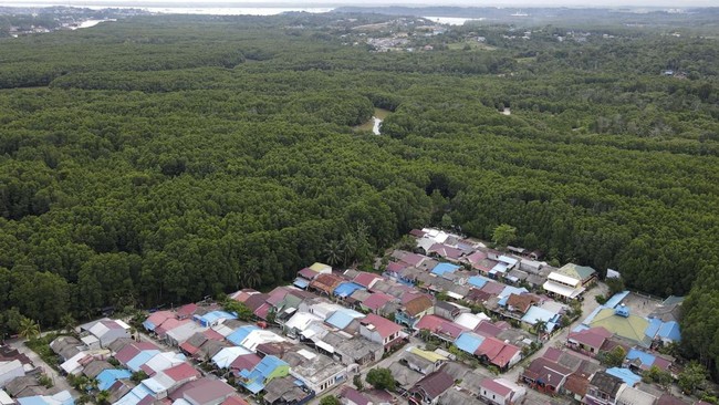 FOTO: Mangrove Teluk Balikpapan dalam Ancaman Bencana Ekologis