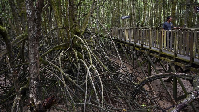 Berdasarkan data BRIN dalam dua dekade terakhir luasan mangrove di kawasan Teluk Ambon masih tersisa 33 hektare dari awalnya 43 hektare.