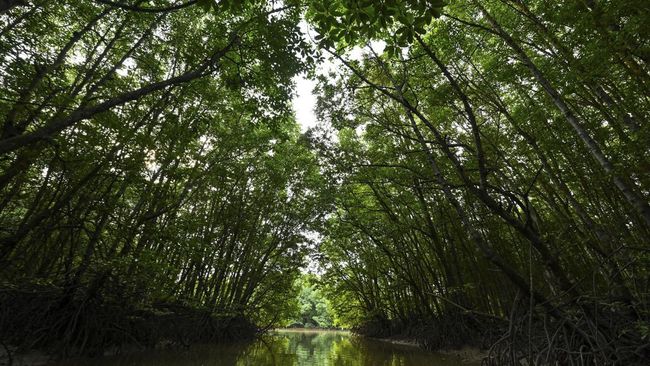 Seorang turis asal Indonesia terjebak di hutan bakau di pesisir Bang Ya Phraek, Mueang, Thailand. Ia berhasil diselamatkan pada Minggu (2/11).