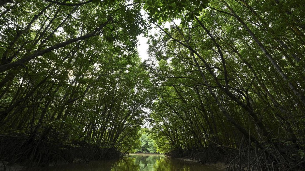 FOTO: Mangrove Teluk Balikpapan dalam Ancaman Bencana Ekologis