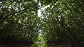 Ditelantarkan Teman, Turis RI Terjebak di Hutan Bakau Thailand