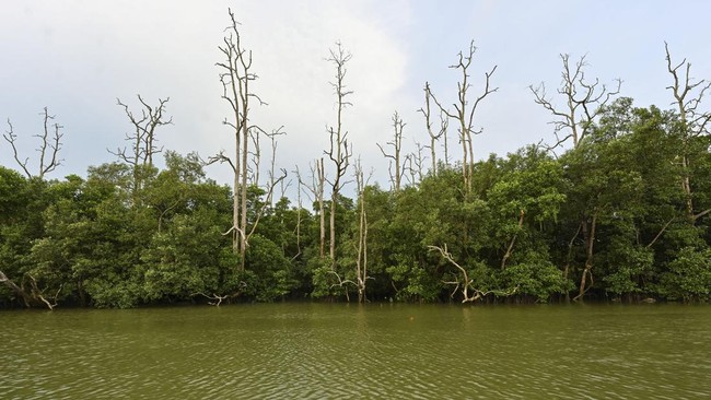 Camat di Karimun mengatakan warga memprotes lahan mangrove yang dijual, sehingga pihaknya akan memediasi dengan undang kades, kapolsek, danramil pekan depan.