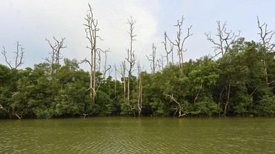 FOTO: Mangrove Teluk Balikpapan dalam Ancaman Bencana Ekologis