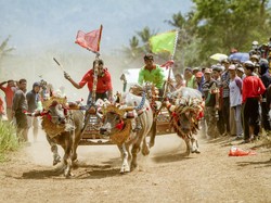 Melestarikan Balap Kerbau dari Jembrana