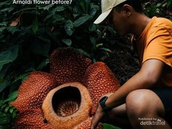 Rafflesia di Hadapan Kepunahan, Kesuksesan Konservasi RI Jadi Inspirasi