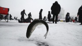 FOTO:  Berburu Ikan Trout di Danau Beku Korea