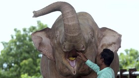 Seperti Manusia, Gajah Suka Gonta-ganti Menu Makan Malam