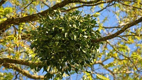Mengenal Mistletoe, Tanaman Romantis yang Ternyata Parasit