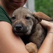 Polisi Amankan Truk Pengangkut 226 Ekor Anjing yang Terikat dan Dikarungi, Potretnya Bikin Pilu!