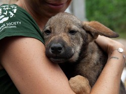 Anjing Bisa Mencium saat Manusia Stres, Ilmuwan: Mereka Jadi Nggak Mood Makan