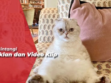 img-title 'Anak' Taylor Swift, Olivia Benson Jadi Kucing Terkaya Ketiga di Dunia