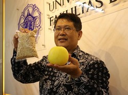 Bermula dari Komplain Emak-emak Sosialita, UGM Lahirkan Melon Hikapel