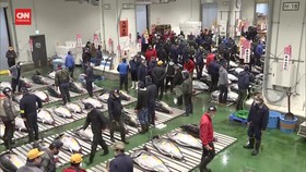VIDEO: Rekor Termahal, Tuna Sirip Biru 212 Kg Terjual Rp4 Miliar