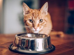 Kejam! Pria Ambawara Cekoki Anak Kucing dengan Miras hingga Sempoyongan